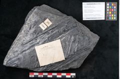 Foto (Objekt + Etikett) von Sigillaria davreuxii Brongniart (NHMW-GEO-2024-0188-11088)